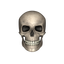 Craniu